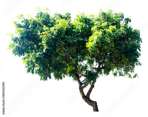 Large trees with edible fruits are completely separated from the white background.