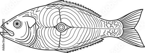 Detailed line drawing of a fish with visible anatomy