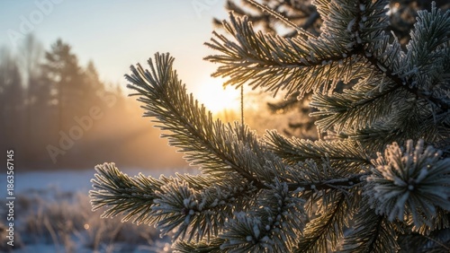Close up shot of pine tree branches with winter frost
