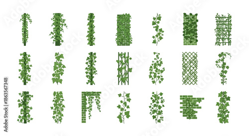 Diverse collection of climbing ivy illustrations perfect for landscape design elements