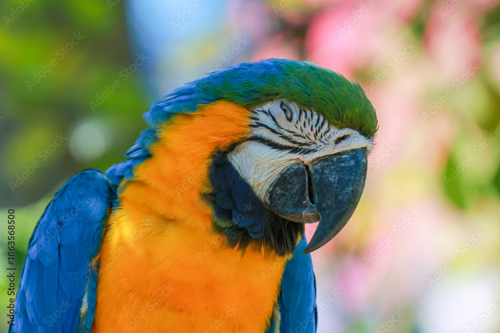 Obraz premium Close up head the blue macaw parrot bird in garden