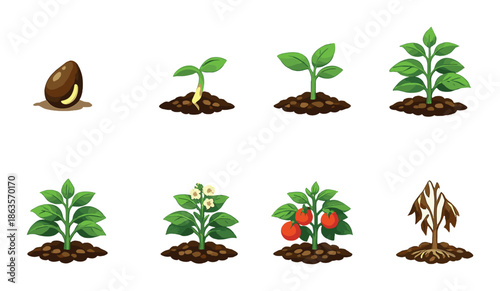 Lifecycle of a tomato plant: from seed to wilted growth stages