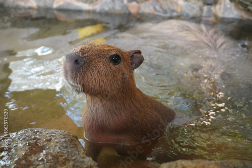 カピバラの子供