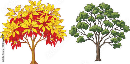 Autumn tree with red yellow leaves, green tree beside, seasonal contrast illustration, colorful foliage, nature landscape, fall season, botanical artwork