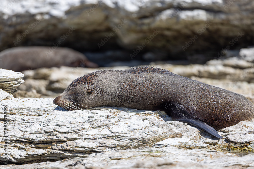 Fototapeta premium fur seal sleeping and sunbathing in Kaikōura 