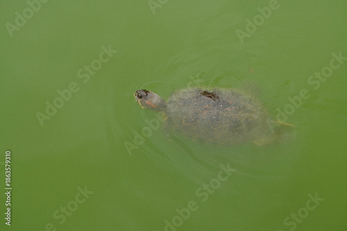 A small turtle swims in a green pond.