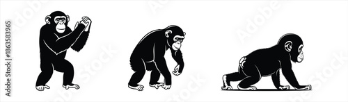 Evolutionary Stages of a Chimpanzee From Standing to Crawling