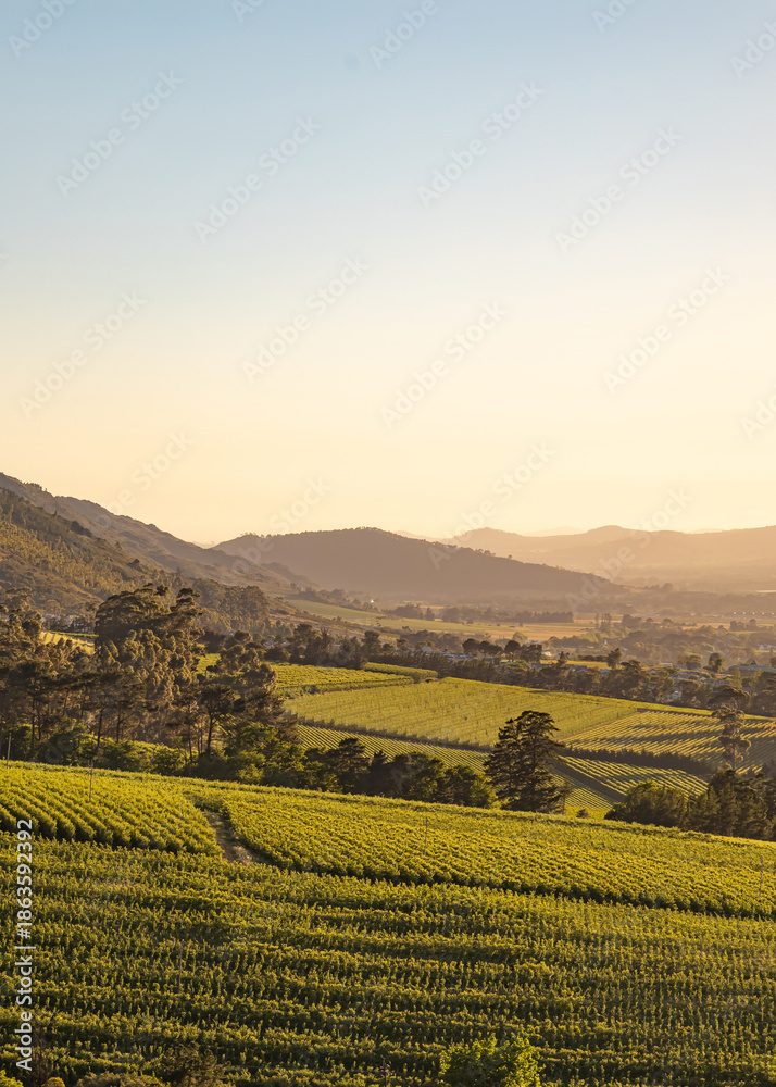 Obraz premium Scenic view of green vineyard rows on hills with mountains in the background under morning sun. Rural agriculture landscape for wine production concept.