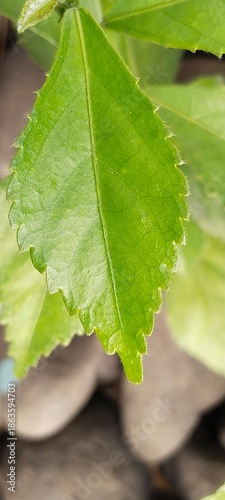 close up of a leaf