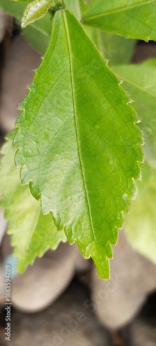 green leaf with drops