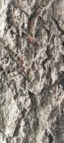 tree bark texture