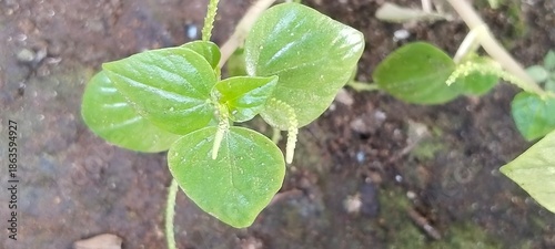 green leaves in the garden