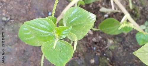 green leaves in the garden