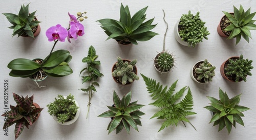 Collection of Potted Plants and Orchid on White Background