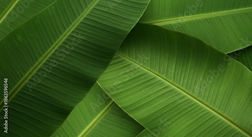 Closeup of Overlaid Lush Green Banana Leaves Texture