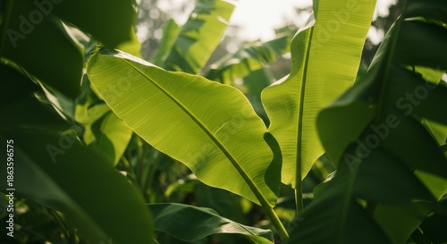 Bright Green Banana Leaves Backlit by Sunlight