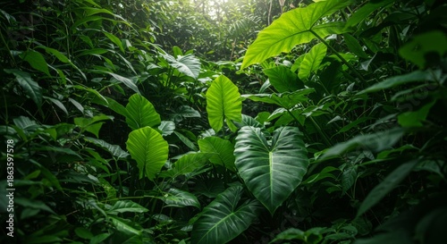Lush Green Rainforest Plants With Sunlight