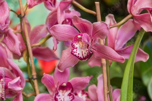 Photos Beautiful pink boat orchid (Cymbidium) flowers