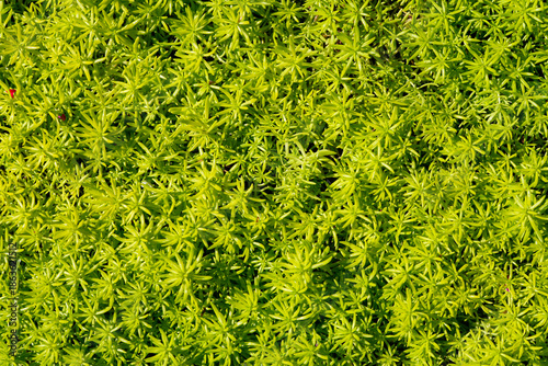 Golden Sedum Ground Cover, Golden Sedum Succulent, Golden Sedum Plant Texture Background