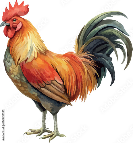 Big Farm Rooster Classic Watercolor Detailed Vector Illustration