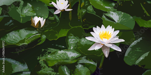 White water lilies bloom amidst lush green lily pads on a pond