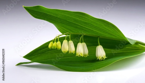 Delicate Solomons Seal Flowers Beneath Lush Green Leaves.