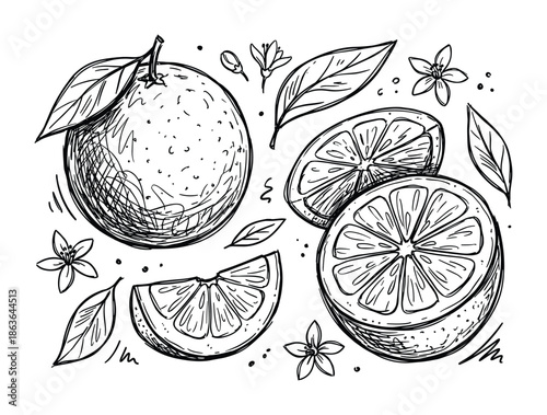 Detailed line art illustration of whole and sliced oranges surrounded by leaves and orange blossoms.