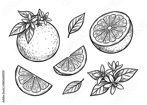 Hand drawn vector illustration of orange fruit, half slice, leaves and blossoms isolated on white background.