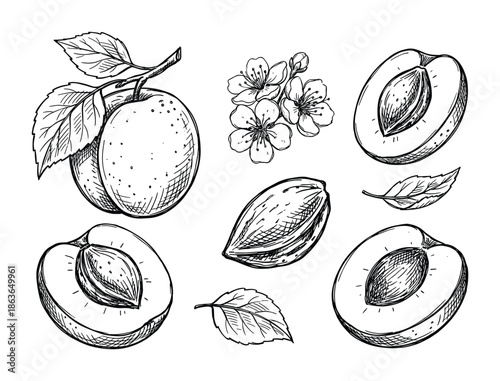 Hand-drawn apricot fruit set. Include whole apricot, sliced apricot, stone, leaves, and flowers drawings.