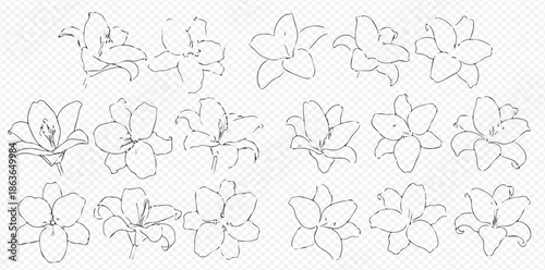 Collection of hand-drawn lily flower outlines, botanical illustrations for design projects and creative endeavors.
