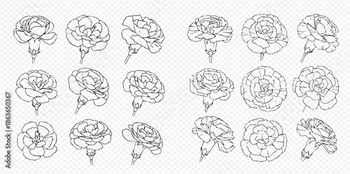 Set of beautiful carnation flower line art illustrations in various angles and views.