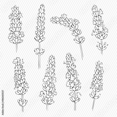 Set of hand drawn lavender flowers in various positions, black and white sketch illustration.