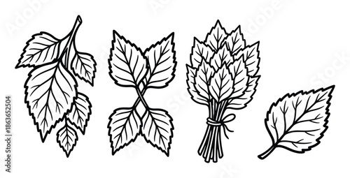 Illustrations showing four sprigs of birch leaves. Birch bundle, two crossed branches, and separate leaves.