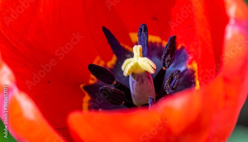 Macro shot of a vibrant red tulip flowers center with detailed stamen and pistil.