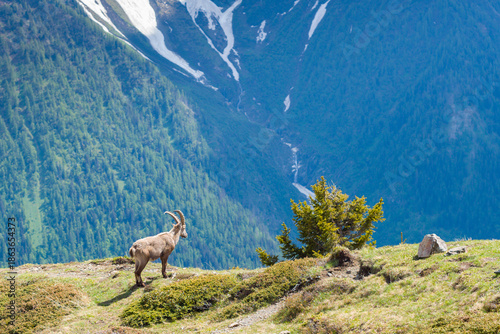 A wild ibex stands on a grassy mountain ledge, gazing over a deep green forested valley with distant snow patches and bright natural light.