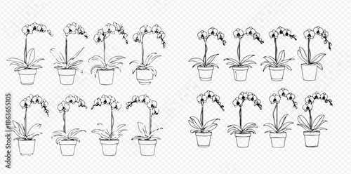 Set of hand-drawn orchid plants in pots, black and white outline illustrations.