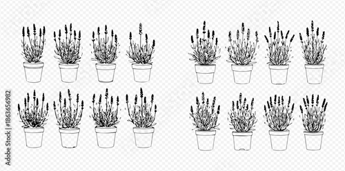 Set of potted lavender plants in a black and white hand-drawn style.