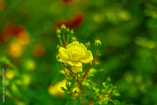 黄色い薔薇