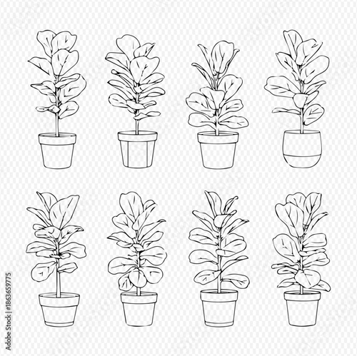 Set of hand-drawn potted fiddle leaf fig plants, perfect for interior design and botanical illustrations.