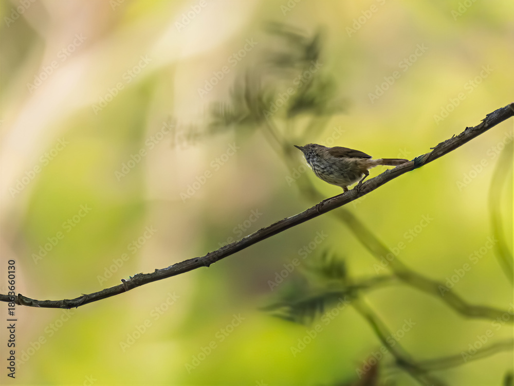 Fototapeta premium Head Up Scrub Wren On Thin Branch