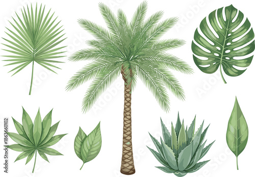 Tropical plant and leaf vector set with palm tree monstera agave and exotic botanical elements isolated