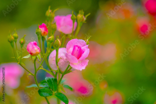 ピンク薔薇