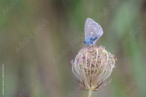 Common Blue butterfly (Polyommatus icarus)