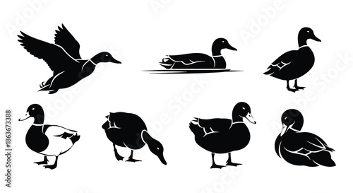 Black silhouette illustrations of ducks in various poses and water