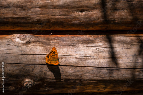 Canvas Print A butterfly sits on a log of an old house.