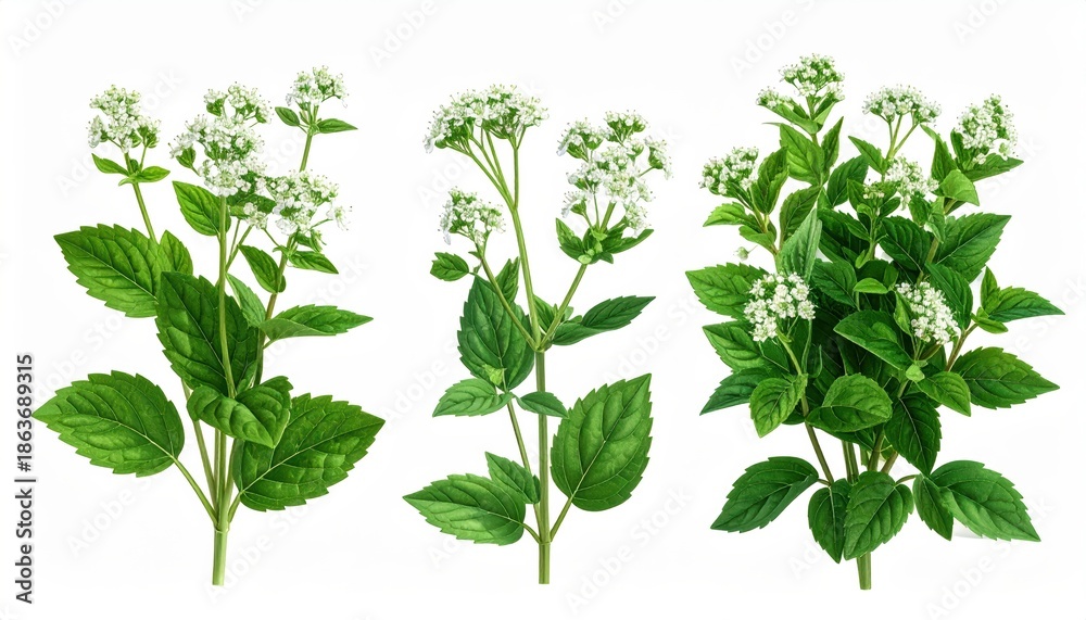 Naklejka premium White Flowering Plant Illustration on White Background, Botanical Art