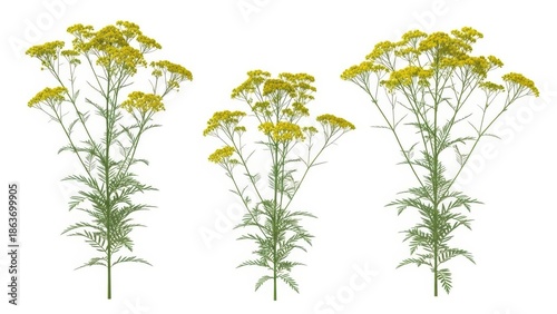 Tansy Flowers Isolated on White - Tanacetum Vulgare, Medicinal Plant, Wildflower