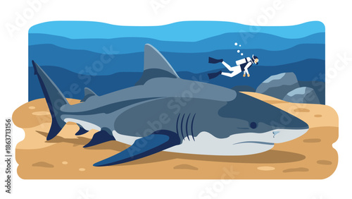 Diver swimming near great white shark in ocean scene