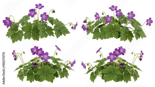 Purple Geranium Flowers Isolated on White, Floral Border, Gardening Concept