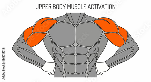 Human upper body muscle activation diagram highlighting shoulders vector illustration